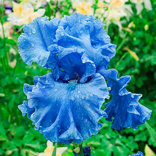 Iris Rhizome, Schwertlilien Winterhart, Schwertlilie Rhizome, Mehrjährig Iris Rhizome, QualitätsRhizome, Ideale Garten Rhizome, 8zwiebeln-c von XCMBNHY