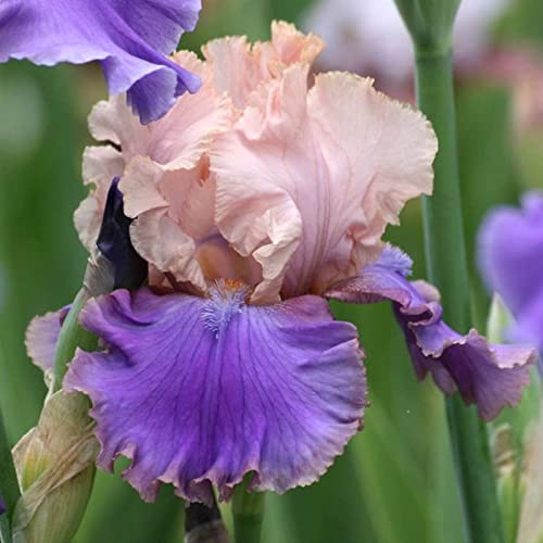 Iris Rhizome, Schwertlilien Winterhart, Schwertlilie Rhizome, Mehrjährig Iris Rhizome, QualitätsRhizome, Ideale Garten Rhizome, 8zwiebeln-d Iris Rhizome, Schwertlilien Winterhart, Schwertlilie Rhizome, Mehrjährig Iris Rhizome, QualitätsRhizome, Ideale Garten Rhizome, 8zwiebeln-d von XCMBNHY