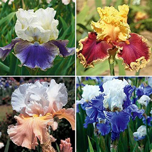 Iris Rhizome, Schwertlilien Winterhart, Schwertlilie Rhizome, Mehrjährig Iris Rhizome, QualitätsRhizome, Ideale Garten Rhizome, 8zwiebeln-h Iris Rhizome, Schwertlilien Winterhart, Schwertlilie Rhizome, Mehrjährig Iris Rhizome, QualitätsRhizome, Ideale Garten Rhizome, 8zwiebeln-h von XCMBNHY