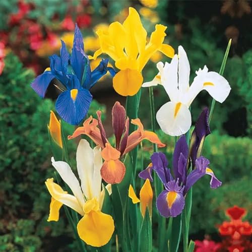 Iris Staude, Qualitätspflanzen, Iris Zwiebeln, Schwertlilien Winterhart, Mix Mehrjährig Iris Rhizome, Ideale Garten Pflanzen, Schwertlilie Zwiebeln,-4zwiebeln-c Iris Staude, Qualitätspflanzen, Iris Zwiebeln, Schwertlilien Winterhart, Mix Mehrjährig Iris Rhizome, Ideale Garten Pflanzen, Schwertlilie Zwiebeln,-4zwiebeln-c von XCMBNHY