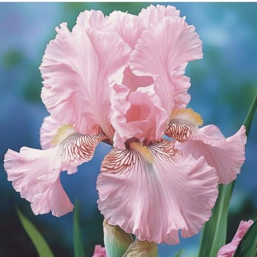 Iris Staude, Qualitätspflanzen, Iris Zwiebeln, Schwertlilien Winterhart, Mix Mehrjährig Iris Rhizome, Ideale Garten Pflanzen, Schwertlilie Zwiebeln,-8zwiebeln-b Iris Staude, Qualitätspflanzen, Iris Zwiebeln, Schwertlilien Winterhart, Mix Mehrjährig Iris Rhizome, Ideale Garten Pflanzen, Schwertlilie Zwiebeln,-8zwiebeln-b von XCMBNHY