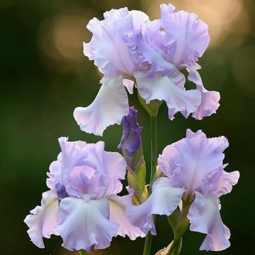 Iris Zwiebeln, Schwertlilien Winterhart, Mix Mehrjährig Iris Rhizome, Iris Staude, Qualitätspflanzen, Ideale Garten Pflanzen, Schwertlilie Zwiebeln,-8zwiebeln-c Iris Zwiebeln, Schwertlilien Winterhart, Mix Mehrjährig Iris Rhizome, Iris Staude, Qualitätspflanzen, Ideale Garten Pflanzen, Schwertlilie Zwiebeln,-8zwiebeln-c von XCMBNHY