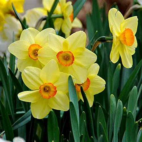 KäLtebestäNdige Blumenzwiebeln, Gartendekoration, MehrjäHrige Blumenzwiebeln, Narzissen Knollen, GroßBlumige Narzissen,-4zwiebelns-I KäLtebestäNdige Blumenzwiebeln, Gartendekoration, MehrjäHrige Blumenzwiebeln, Narzissen Knollen, GroßBlumige Narzissen,-4zwiebelns-I von XCMBNHY
