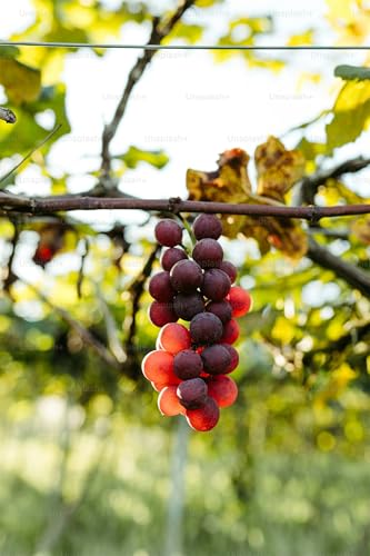 Kernlose Tafel-Trauben-Kollektion. Magic of Nature, Weintrauben Pflanzen, Weinrebe Qualitätspflanzen, Winterhart Weintraube, Weinreben Sortiment kernlos. -2zwiebeln-C von XCMBNHY