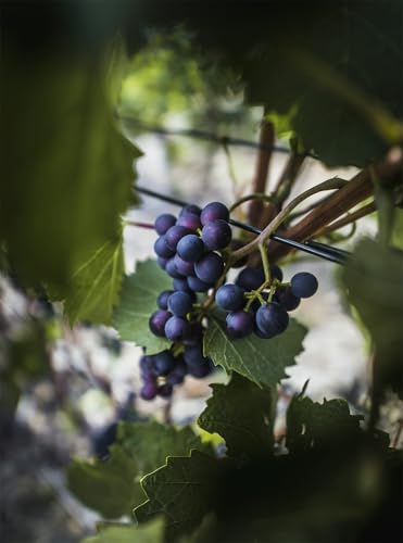 Kernlose Tafel-Trauben-Kollektion. Winterhart. Magic of Nature, Weintrauben Pflanzen, Weinrebe Qualitätspflanzen, Weintraube, Weinreben Sortiment kernlos. -2zwiebeln-F von XCMBNHY