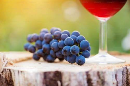 Kernlose Tafel-Trauben-Kollektion. Winterhart. Magic of Nature, Weintrauben Pflanzen, Weinrebe Qualitätspflanzen, Weintraube, Weinreben Sortiment kernlos. -4zwiebeln-J von XCMBNHY