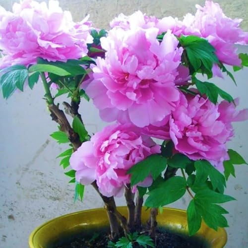 Leicht Zu ZüChten, Pfingstrosen Rhizome, Exotisch Lebende Rhizome, Winterhart MehrjäHrige, Hausgarten, Seltene Rhizome, HochwertigeRhizome,-2zwiebeln-A Leicht Zu ZüChten, Pfingstrosen Rhizome, Exotisch Lebende Rhizome, Winterhart MehrjäHrige, Hausgarten, Seltene Rhizome, HochwertigeRhizome,-2zwiebeln-A von XCMBNHY