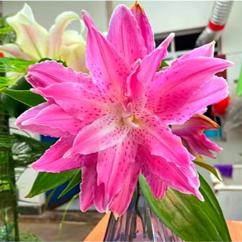 Lily Rhizome, Winterhart QualitätsRhizome, Lilien Rhizome, Ideale Garten Rhizome, Zur Hochzeit, Zierblumen, Elegante Lilien Zum, 4zwiebeln-i von XCMBNHY