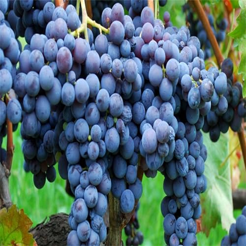 Magic of Nature, Weintrauben Pflanzen, Weinrebe Ideale Garten Pflanzen, Winterhart Weintraube, Kernlose Tafel-Trauben-Kollektion. Weinreben Sortiment kernlos. -1zwiebeln-F von XCMBNHY