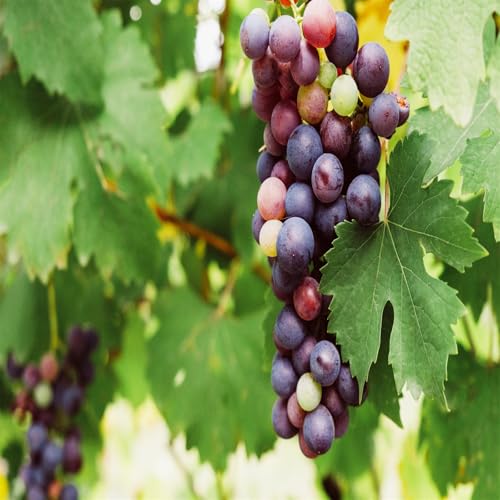 Magic of Nature, Weintrauben Pflanzen, Weinrebe Ideale Garten Pflanzen, Winterhart Weintraube, Kernlose Tafel-Trauben-Kollektion. Weinreben Sortiment kernlos. -4zwiebeln-C Magic of Nature, Weintrauben Pflanzen, Weinrebe Ideale Garten Pflanzen, Winterhart Weintraube, Kernlose Tafel-Trauben-Kollektion. Weinreben Sortiment kernlos. -4zwiebeln-C von XCMBNHY