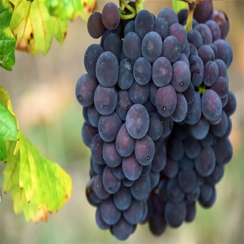 Magic of Nature, Weintrauben Pflanzen, Weinrebe Ideale Garten Pflanzen, Winterhart Weintraube, Kernlose Tafel-Trauben-Kollektion. Weinreben Sortiment kernlos. -4zwiebeln-D von XCMBNHY