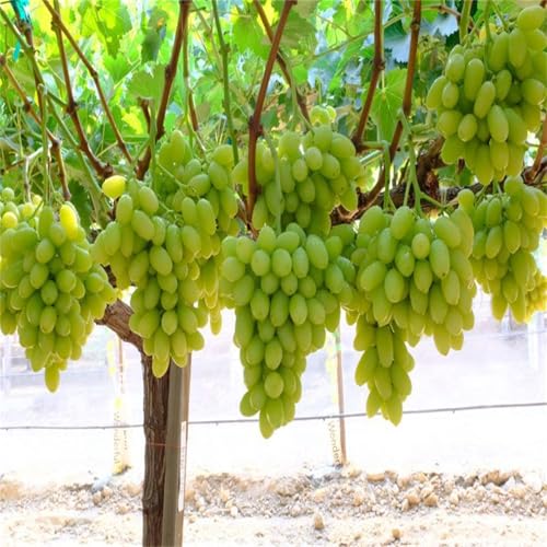 Magic of Nature, Weintrauben Pflanzen, Weinrebe Ideale Garten Pflanzen, Winterhart Weintraube, Kernlose Tafel-Trauben-Kollektion. Weinreben Sortiment kernlos. -4zwiebeln-I von XCMBNHY