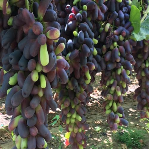 Magic of Nature, Weintrauben Pflanzen, Weinrebe Qualitätspflanzen, Winterhart Weintraube, Kernlose Tafel-Trauben-Kollektion. Weinreben Sortiment kernlos. -1zwiebeln-J von XCMBNHY