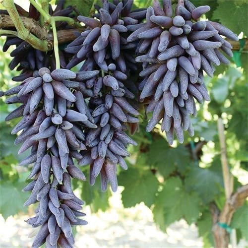 Magic of Nature, Weintrauben Pflanzen, Weinrebe Qualitätspflanzen, Winterhart Weintraube, Kernlose Tafel-Trauben-Kollektion. Weinreben Sortiment kernlos. -2zwiebeln-I von XCMBNHY