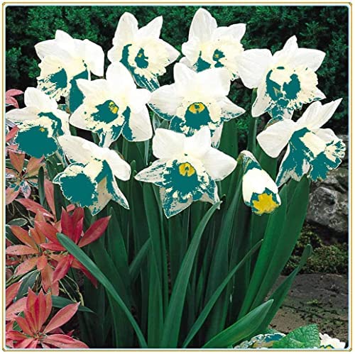 Narzissen Rhizome, Gartendekoration, Hochwertige, KäLtebestäNdige, MehrjäHrige, GroßBlumige Narzissen,-4zwiebelns-H Narzissen Rhizome, Gartendekoration, Hochwertige, KäLtebestäNdige, MehrjäHrige, GroßBlumige Narzissen,-4zwiebelns-H von XCMBNHY