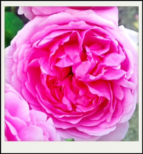 Rosen Zwiebeln, Seltene Pflanze, MehrjäHrige, Qualitätspflanzen, Hausgarten, Winterhart Pflanzen, Blumenzwiebel Mix, Lebende Pflanzen, MysteriöSe Magische GlüHbirne, 1zwiebeln-B Rosen Zwiebeln, Seltene Pflanze, MehrjäHrige, Qualitätspflanzen, Hausgarten, Winterhart Pflanzen, Blumenzwiebel Mix, Lebende Pflanzen, MysteriöSe Magische GlüHbirne, 1zwiebeln-B von XCMBNHY