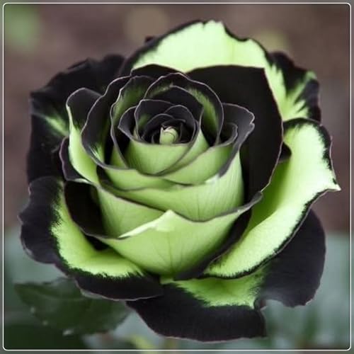Rosen Zwiebeln, Seltene Pflanze, MysteriöSe Magische GlüHbirne, Winterharte Pflanzen, MehrjäHrige Qualitätspflanzen, Blumenzwiebel Mix, Garten Pflanzen,-3zwiebeln-C Rosen Zwiebeln, Seltene Pflanze, MysteriöSe Magische GlüHbirne, Winterharte Pflanzen, MehrjäHrige Qualitätspflanzen, Blumenzwiebel Mix, Garten Pflanzen,-3zwiebeln-C von XCMBNHY
