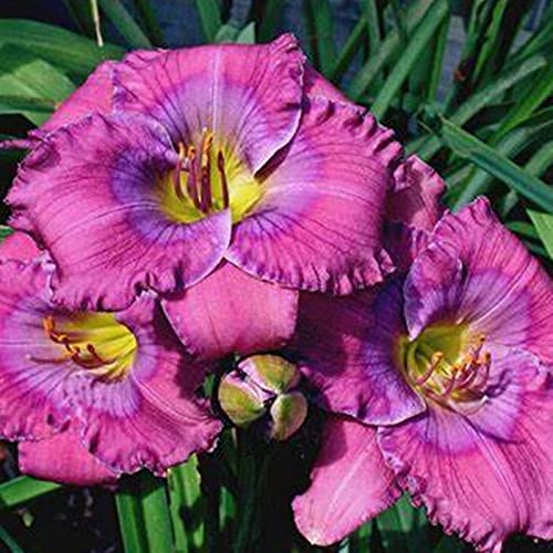 Taglilien Zwiebeln, Mix Mehrjährige Pflanze, Winterhart Pflanze, Blumenzwiebel Mix, Mysteriöse magische Glühbirne, Seltene Pflanze, Schnell-Wachsend, 8zwiebeln-B Taglilien Zwiebeln, Mix Mehrjährige Pflanze, Winterhart Pflanze, Blumenzwiebel Mix, Mysteriöse magische Glühbirne, Seltene Pflanze, Schnell-Wachsend, 8zwiebeln-B von XCMBNHY
