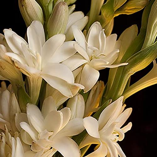 Tuberose Zwiebeln, Bienenfreundlich - Dauerblüher, Winterhart Zwiebeln, Zwiebeln FüR Einen Duftenden, Einfach Zu ZüChten, Erleben Sie Den Zauber Der Natur,-10zwiebeln-B Tuberose Zwiebeln, Bienenfreundlich - Dauerblüher, Winterhart Zwiebeln, Zwiebeln FüR Einen Duftenden, Einfach Zu ZüChten, Erleben Sie Den Zauber Der Natur,-10zwiebeln-B von XCMBNHY