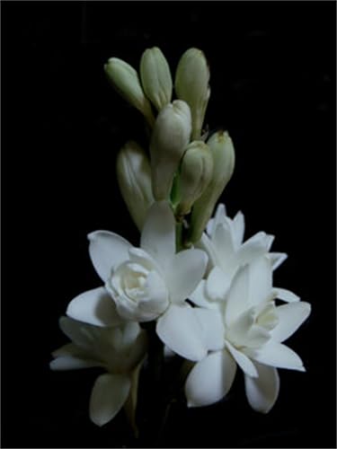 Tuberose Zwiebeln, Bienenfreundlich - Dauerblüher, Winterhart Zwiebeln, Zwiebeln FüR Einen Duftenden, Einfach Zu ZüChten, Erleben Sie Den Zauber Der Natur,-10zwiebeln-I Tuberose Zwiebeln, Bienenfreundlich - Dauerblüher, Winterhart Zwiebeln, Zwiebeln FüR Einen Duftenden, Einfach Zu ZüChten, Erleben Sie Den Zauber Der Natur,-10zwiebeln-I von XCMBNHY