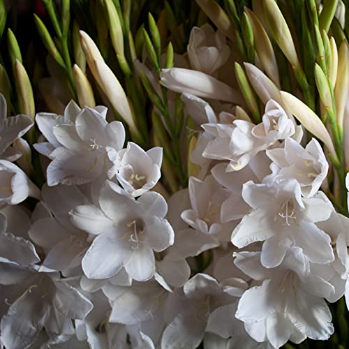 Tuberose Zwiebeln, Bienenfreundlich - Dauerblüher, Winterhart Zwiebeln, Zwiebeln FüR Einen Duftenden, Einfach Zu ZüChten, Erleben Sie Den Zauber Der Natur,-25zwiebeln-C Tuberose Zwiebeln, Bienenfreundlich - Dauerblüher, Winterhart Zwiebeln, Zwiebeln FüR Einen Duftenden, Einfach Zu ZüChten, Erleben Sie Den Zauber Der Natur,-25zwiebeln-C von XCMBNHY