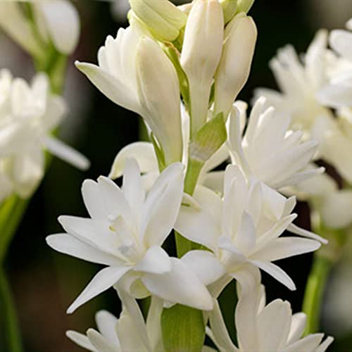 Tuberose Zwiebeln, Bienenfreundlich - Dauerblüher, Winterhart Zwiebeln, Zwiebeln FüR Einen Duftenden, Einfach Zu ZüChten, Erleben Sie Den Zauber Der Natur,-25zwiebeln-F Tuberose Zwiebeln, Bienenfreundlich - Dauerblüher, Winterhart Zwiebeln, Zwiebeln FüR Einen Duftenden, Einfach Zu ZüChten, Erleben Sie Den Zauber Der Natur,-25zwiebeln-F von XCMBNHY