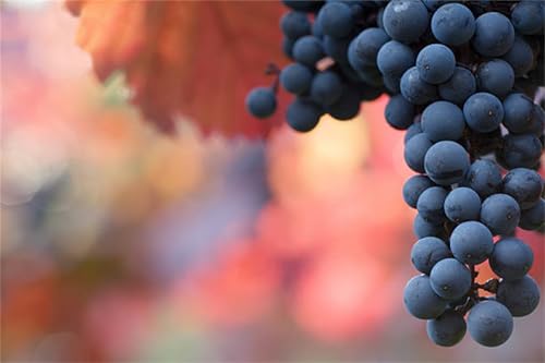 Weinrebe. Kernlose Tafel-Trauben-Kollektion. Winterhart. Magic of Nature, Weintrauben Pflanzen, Qualitätspflanzen, Weintraube, Weinreben Sortiment kernlos. -4zwiebeln-D von XCMBNHY