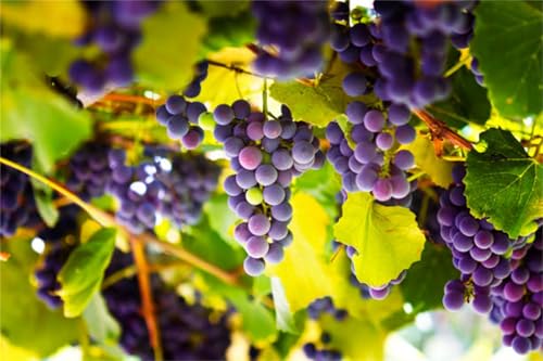 Weinrebe. Kernlose Tafel-Trauben-Kollektion. Winterhart. Magic of Nature, Weintrauben Pflanzen, Qualitätspflanzen, Weintraube, Weinreben Sortiment kernlos. -4zwiebeln-H von XCMBNHY