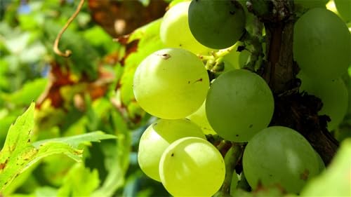 Weintraube, Weinreben Sortiment kernlos. Weinrebe. Kernlose Tafel-Trauben-Kollektion. Winterhart. Magic of Nature, Weintrauben Pflanzen, Qualitätspflanzen,-2zwiebeln-J von XCMBNHY