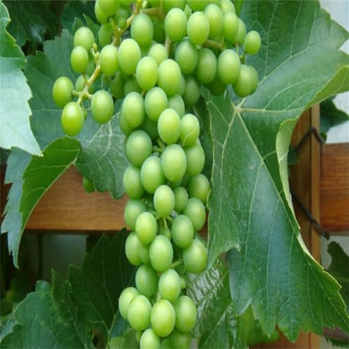 Weintraube, Weinreben Sortiment kernlos. Weinrebe. Kernlose Tafel-Trauben-Kollektion. Winterhart. Magic of Nature, Weintrauben Pflanzen, Qualitätspflanzen,-4zwiebeln-A von XCMBNHY