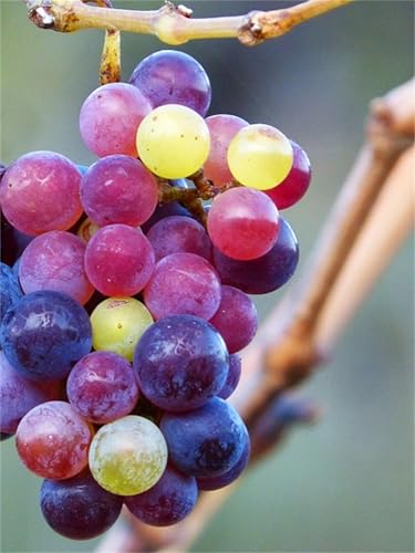 Weintraube, Weinreben Sortiment kernlos. Weinrebe. Kernlose Tafel-Trauben-Kollektion. Winterhart. Magic of Nature, Weintrauben Pflanzen, Qualitätspflanzen,-4zwiebeln-I von XCMBNHY
