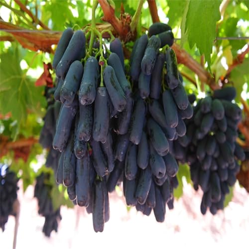 Weintraube, Weinreben Sortiment kernlos. Weinrebe. Kernlose Tafel-Trauben-Kollektion. Winterhart. Magic of Nature, Weintrauben Pflanzen, Qualitätspflanzen,-5zwiebeln-C von XCMBNHY