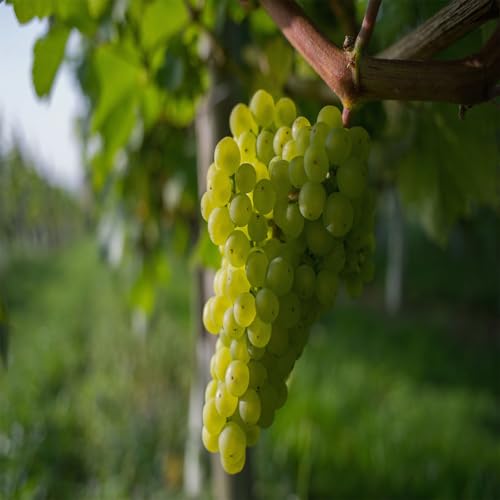 Weintrauben Pflanzen, Weinrebe Qualitätspflanzen, Winterhart Weintraube, Kernlose Tafel-Trauben-Kollektion. Magic of Nature, Weinreben Sortiment kernlos. -4zwiebeln-B von XCMBNHY