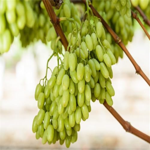 Weintrauben Pflanzen, Weinrebe Qualitätspflanzen, Winterhart Weintraube, Kernlose Tafel-Trauben-Kollektion. Magic of Nature, Weinreben Sortiment kernlos. -4zwiebeln-G von XCMBNHY