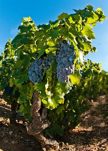 Weintrauben Pflanzen, Weinrebe Qualitätspflanzen, Winterhart Weintraube, Weinreben Sortiment kernlos. Kernlose Tafel-Trauben-Kollektion. Magic of Nature, 2zwiebeln-J von XCMBNHY