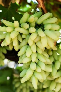Weintrauben Pflanzen, Weintrauben Kernlos Pflanze, Kernlose Tafel-Trauben-Kollektion.Winterhart.Weintraube, Weinrebe. Weinreben Sortiment kernlos.Vitis viniferaresistente Züchtungen. -1zwiebeln-C Weintrauben Pflanzen, Weintrauben Kernlos Pflanze, Kernlose Tafel-Trauben-Kollektion.Winterhart.Weintraube, Weinrebe. Weinreben Sortiment kernlos.Vitis viniferaresistente Züchtungen. -1zwiebeln-C von XCMBNHY