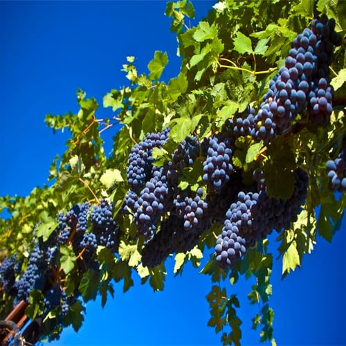 Winterhart Weintraube, Magic of Nature, Weintrauben Pflanzen, Weinrebe Qualitätspflanzen, Weinreben Sortiment kernlos. Kernlose Tafel-Trauben-Kollektion. -1zwiebeln-C von XCMBNHY