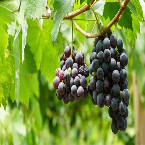 Winterhart Weintraube, Magic of Nature, Weintrauben Pflanzen, Weinrebe Qualitätspflanzen, Weinreben Sortiment kernlos. Kernlose Tafel-Trauben-Kollektion. -4zwiebeln-H von XCMBNHY