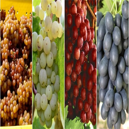 Winterhart Weintraube, Pflegeleicht, Winterharte Rhizome, Weinreben Sortiment kernlos. Garten Weintrauben, Kernlose Tafel-Trauben-Kollektion.-1zwiebeln-B Winterhart Weintraube, Pflegeleicht, Winterharte Rhizome, Weinreben Sortiment kernlos. Garten Weintrauben, Kernlose Tafel-Trauben-Kollektion.-1zwiebeln-B von XCMBNHY