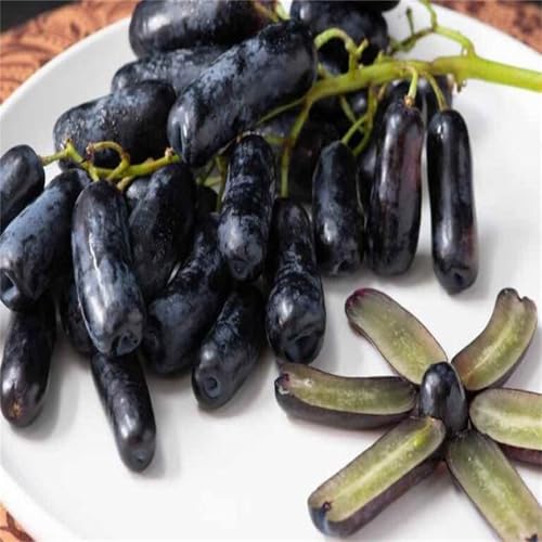 Winterhart Weintraube, Pflegeleicht, Winterharte Rhizome, Weinreben Sortiment kernlos. Garten Weintrauben, Kernlose Tafel-Trauben-Kollektion.-2zwiebeln-G Winterhart Weintraube, Pflegeleicht, Winterharte Rhizome, Weinreben Sortiment kernlos. Garten Weintrauben, Kernlose Tafel-Trauben-Kollektion.-2zwiebeln-G von XCMBNHY