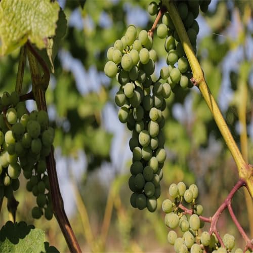 Winterhart Weintraube, Pflegeleicht, Winterharte Rhizome, Weinreben Sortiment kernlos. Garten Weintrauben, Kernlose Tafel-Trauben-Kollektion.-3zwiebeln-J Winterhart Weintraube, Pflegeleicht, Winterharte Rhizome, Weinreben Sortiment kernlos. Garten Weintrauben, Kernlose Tafel-Trauben-Kollektion.-3zwiebeln-J von XCMBNHY