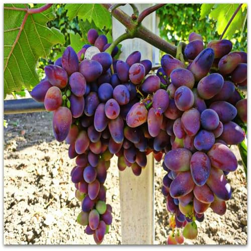 Winterhart Weintraube, Pflegeleicht, Winterharte Rhizome, Weinreben Sortiment kernlos. Garten Weintrauben, Kernlose Tafel-Trauben-Kollektion.-4zwiebeln-A von XCMBNHY