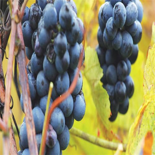 Winterhart Weintraube, Pflegeleicht, Winterharte Rhizome, Weinreben Sortiment kernlos. Garten Weintrauben, Kernlose Tafel-Trauben-Kollektion.-4zwiebeln-I Winterhart Weintraube, Pflegeleicht, Winterharte Rhizome, Weinreben Sortiment kernlos. Garten Weintrauben, Kernlose Tafel-Trauben-Kollektion.-4zwiebeln-I von XCMBNHY