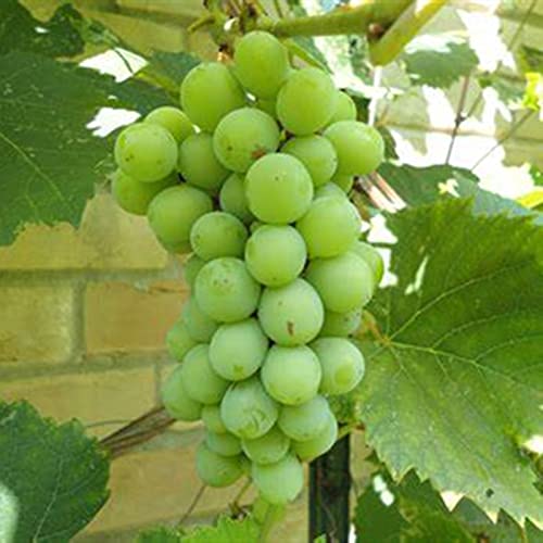 Winterhart Weintraube, QualitätsRhizome, Winterharte Rhizome, Weinreben Sortiment kernlos. Garten Weintrauben, Kernlose Tafel-Trauben-Kollektion.-1zwiebeln-A von XCMBNHY