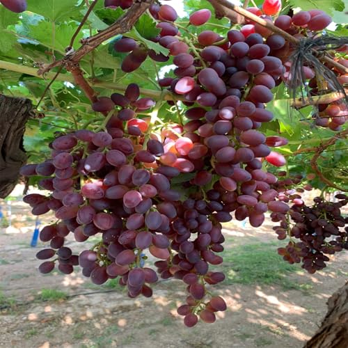 Winterhart Weintraube, QualitätsRhizome, Winterharte Rhizome, Weinreben Sortiment kernlos. Garten Weintrauben, Kernlose Tafel-Trauben-Kollektion. -1zwiebeln-D von XCMBNHY
