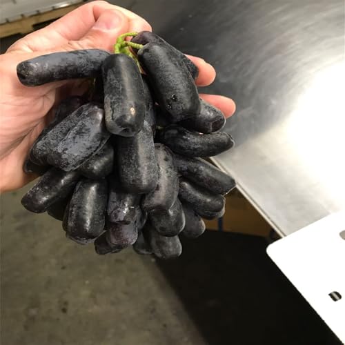 Winterhart Weintraube, QualitätsRhizome, Winterharte Rhizome, Weinreben Sortiment kernlos. Garten Weintrauben, Kernlose Tafel-Trauben-Kollektion. -1zwiebeln-E von XCMBNHY