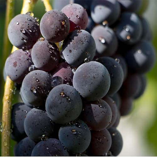 Winterhart Weintraube, QualitätsRhizome, Winterharte Rhizome, Weinreben Sortiment kernlos. Garten Weintrauben, Kernlose Tafel-Trauben-Kollektion. -1zwiebeln-G von XCMBNHY