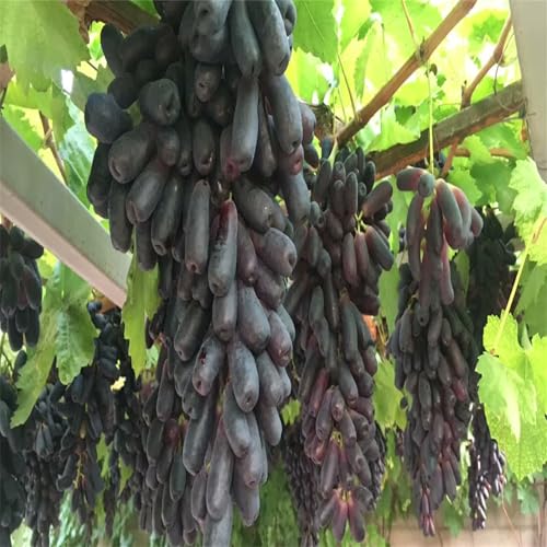 Winterhart Weintraube, QualitätsRhizome, Winterharte Rhizome, Weinreben Sortiment kernlos. Garten Weintrauben, Kernlose Tafel-Trauben-Kollektion. -1zwiebeln-J Winterhart Weintraube, QualitätsRhizome, Winterharte Rhizome, Weinreben Sortiment kernlos. Garten Weintrauben, Kernlose Tafel-Trauben-Kollektion. -1zwiebeln-J von XCMBNHY