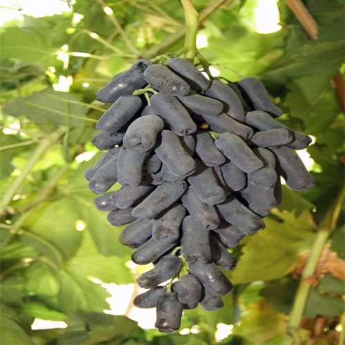 Winterhart Weintraube, QualitätsRhizome, Winterharte Rhizome, Weinreben Sortiment kernlos. Garten Weintrauben, Kernlose Tafel-Trauben-Kollektion.-1zwiebeln-J von XCMBNHY