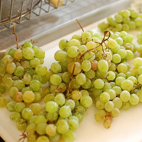 Winterhart Weintraube, QualitätsRhizome, Winterharte Rhizome, Weinreben Sortiment kernlos. Garten Weintrauben, Kernlose Tafel-Trauben-Kollektion.-2zwiebeln-B von XCMBNHY